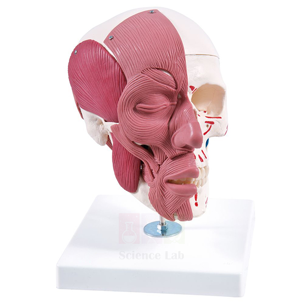 Human Skull with Facial Muscles